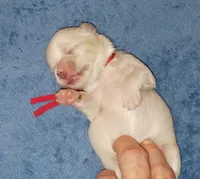 Posey's Red Ribbon Girl , a female Maltese for sale in Norman, OK – 4 of 10