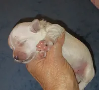 Posey's Green Ribbon Boy , a male Maltese for sale in Norman, OK – 9 of 10