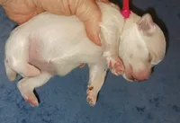 Posey's Red Ribbon Girl , a female Maltese for sale in Norman, OK – 10 of 10
