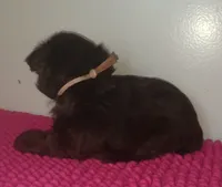 Mia's Lavender Ribbon Girl , a female Miniature Schnauzer for sale in Norman, OK – 10 of 10