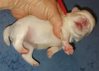 Posey's Red Ribbon Girl , a female Maltese for sale in Norman, OK – 7 of 10