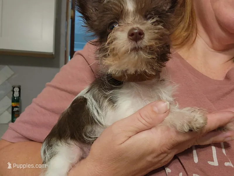 Chocolate Chip – Miniature Schnauzer puppy for sale in Norman, OK