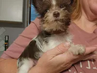 Chocolate Chip, a male Miniature Schnauzer for sale in Norman, OK – 1 of 4