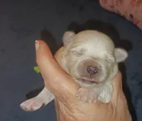 Posey's Green Ribbon Boy , a male Maltese for sale in Norman, OK – 10 of 10
