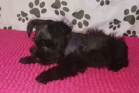 Tiara's Purple Ribbon Girl, a female Miniature Schnauzer for sale in Norman, OK – 10 of 10