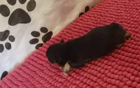 Mia's Little Boy, a male Miniature Schnauzer for sale in Norman, OK – 9 of 9