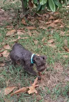 Mia's Seafoam Ribbon Girl, a female Miniature Schnauzer for sale in Norman, OK – 4 of 10