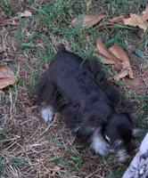 Mia's Little Boy, a male Miniature Schnauzer for sale in Norman, OK – 4 of 10