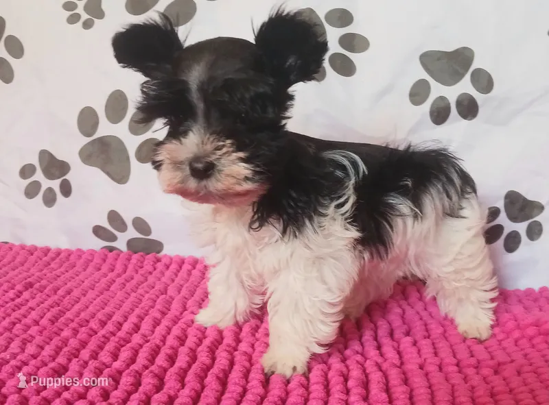 Tiny boy – Miniature Schnauzer puppy for sale in Norman, OK