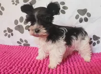 Tiny boy, a male Miniature Schnauzer for sale in Norman, OK – 2 of 10