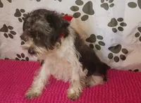 Hoppers Red Ribbon Girl **reduced**, a female Miniature Schnauzer for sale in Norman, OK – 6 of 10