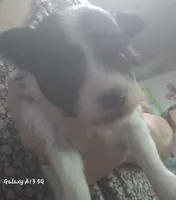 Ladybugs Boy, a male Miniature Schnauzer for sale in Norman, OK – 5 of 10