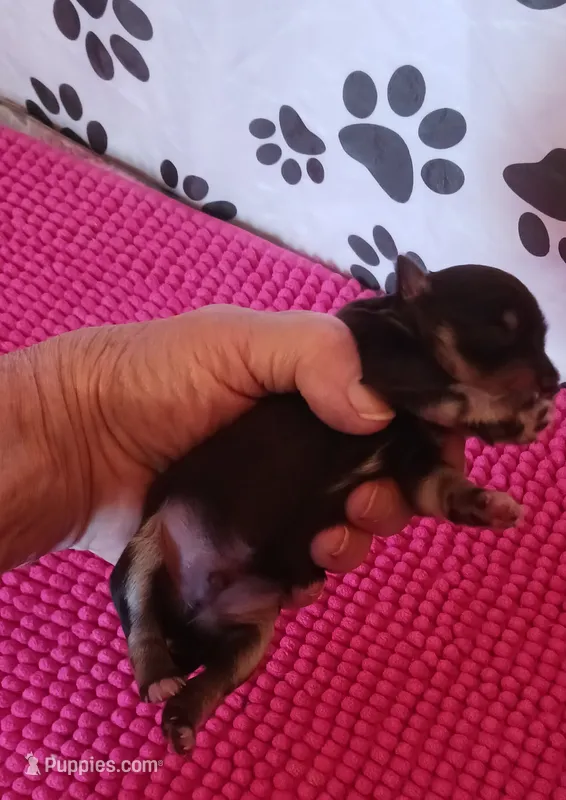 Mia's Little Boy – Miniature Schnauzer puppy for sale in Norman, OK