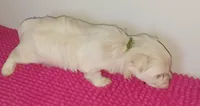 Posey's Green Ribbon Boy , a male Maltese for sale in Norman, OK – 6 of 10