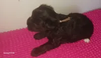 Mia's Seafoam Ribbon Girl, a female Miniature Schnauzer for sale in Norman, OK – 9 of 10