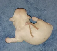 Posey's Light Pink Ribbon Girl , a female Maltese for sale in Norman, OK – 5 of 10