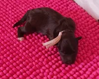 Mia's Pink Ribbon Girl , a female Miniature Schnauzer for sale in Norman, OK – 4 of 10
