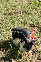 Hoppers Red Ribbon Girl, a female Miniature Schnauzer for sale in Norman, OK – 7 of 10