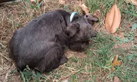 Mia's Seafoam Ribbon Girl, a female Miniature Schnauzer for sale in Norman, OK – 3 of 10