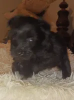 Tiara's Pink Ribbon Girl , a female Miniature Schnauzer for sale in Norman, OK – 1 of 10