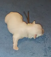 Posey's Brown Ribbon Boy , a male Maltese for sale in Norman, OK – 6 of 10