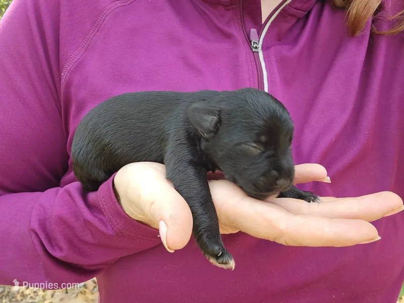 Female 2  – Miniature Schnauzer puppy for sale in Norman, OK