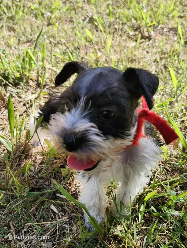 Hoppers Red Ribbon Girl – Miniature Schnauzer puppy for sale in Norman, OK