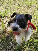 Hoppers Red Ribbon Girl, a female Miniature Schnauzer for sale in Norman, OK – 1 of 10
