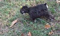 Mia's Little Boy, a male Miniature Schnauzer for sale in Norman, OK – 5 of 10