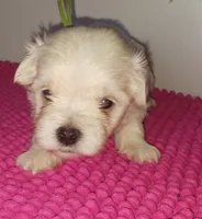 Posey's Green Ribbon Boy , a male Maltese for sale in Norman, OK – 4 of 10