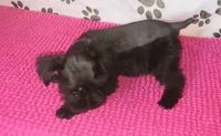 Tiara's Purple Ribbon Girl, a female Miniature Schnauzer for sale in Norman, OK – 9 of 10