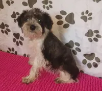 Hoppers Red Ribbon Girl **reduced**, a female Miniature Schnauzer for sale in Norman, OK – 3 of 10