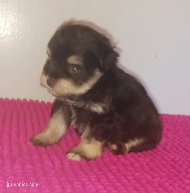 Mia's Little Boy – Miniature Schnauzer puppy for sale in Norman, OK