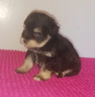 Mia's Little Boy, a male Miniature Schnauzer for sale in Norman, OK – 1 of 10