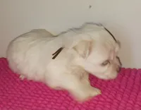 Posey's Brown Ribbon Boy , a male Maltese for sale in Norman, OK – 7 of 10