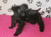 Tiara's Purple Ribbon Girl, a female Miniature Schnauzer for sale in Norman, OK – 2 of 10