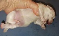 Posey's Light Pink Ribbon Girl , a female Maltese for sale in Norman, OK – 8 of 10