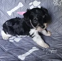 Hoppers Pink Ribbon Girl , a female Miniature Schnauzer for sale in Norman, OK – 2 of 10