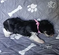 Hoppers Pink Ribbon Girl , a female Miniature Schnauzer for sale in Norman, OK – 6 of 10