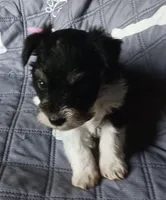 Hoppers Pink Ribbon Girl , a female Miniature Schnauzer for sale in Norman, OK – 3 of 10