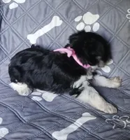Hoppers Pink Ribbon Girl , a female Miniature Schnauzer for sale in Norman, OK – 7 of 10