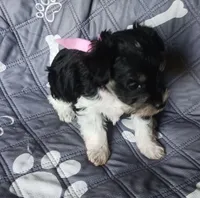 Hoppers Pink Ribbon Girl , a female Miniature Schnauzer for sale in Norman, OK – 8 of 10