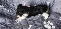 Hoppers Pink Ribbon Girl , a female Miniature Schnauzer for sale in Norman, OK – 9 of 10