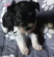 Hoppers Pink Ribbon Girl , a female Miniature Schnauzer for sale in Norman, OK – 5 of 10