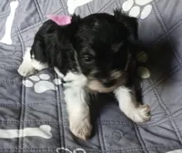 Hoppers Pink Ribbon Girl , a female Miniature Schnauzer for sale in Norman, OK – 10 of 10