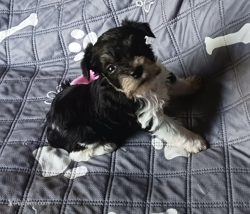 Hoppers Pink Ribbon Girl  – Miniature Schnauzer puppy for sale in Norman, OK