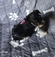 Hoppers Pink Ribbon Girl , a female Miniature Schnauzer for sale in Norman, OK – 4 of 10