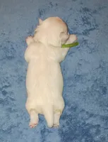 Posey's Green Ribbon Boy , a male Maltese for sale in Norman, OK – 6 of 10