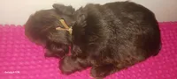 Mia's Lavender Ribbon Girl , a female Miniature Schnauzer for sale in Norman, OK – 8 of 10