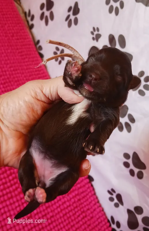 Mia's Pink Ribbon Girl  – Miniature Schnauzer puppy for sale in Norman, OK